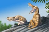 Alopecognathus_angusticeps_DB