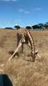 giraffe eating_thumb.jpg