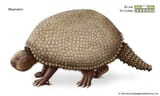 Glyptodon-Pliocene-epochs-Americas-Pleistocene[1]