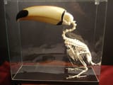 toucan