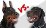 Cropped-vs-Uncropped-Doberman-v3-Large[1]