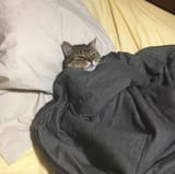 good sleep gasper