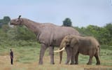 SameerIndricotherium-56a2544f5f9b58b7d0c91bc0[1]