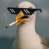 seagull with a fag