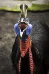 Cassowary-most-dangerous-bird-in-the-world2