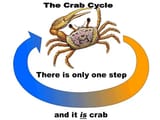 crab cycle