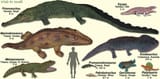 Temnospondyls