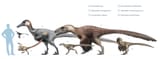 raptors