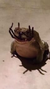 42334