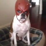doggy