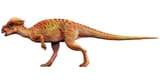 pachcephalosaurus_hbk4ng