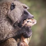 baboon-munching-on-gazelle-calf-v0-eh1p7xg41dyb1