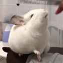 chinchilla_thumb.jpg