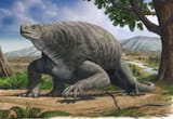 Cotylorhynchus Romeri