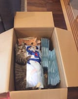 schrodingers cat alternate ending
