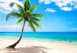 palm-tree-beach-1nbtfz437xmtvtt0
