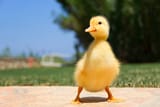istockphoto-187217267-612x612