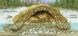 Beaver-lodge-cross-section[1]