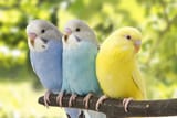 budgies_l