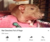 angry rat