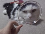 1606336026079