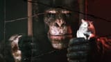 animal-use-protocol-quand-un-singe-et-une-souris-s-allient-pour-s-echapper-d-un-laboratoire-84be41de__w854