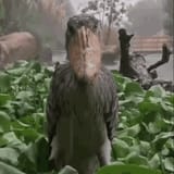 shoebill-murder-bird
