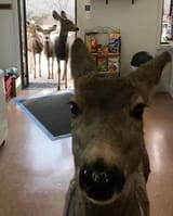 deer-are-my-favorite-animal-v0-ty9a8dp27bbf1