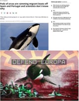Orcas