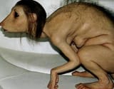 rat