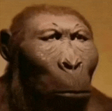 monkdyfacemodo-monkeyface