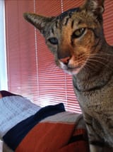 Pete