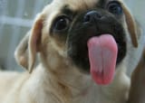 lick