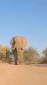 Elephant walking towards camera_thumb.jpg