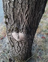 wood