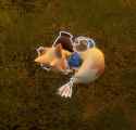 VixySleep_thumb.jpg