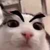 plink-angry_thumb.jpg