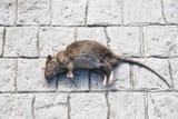 dead-rat-lying-on-the-street-in-the-city-center-picture-id1346151285