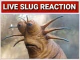 slug