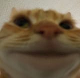 cat_stare5