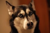 dog husky look eyes concern zoomed