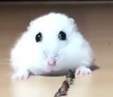 cuteMouse