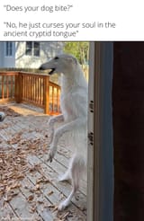 borzoi curses you