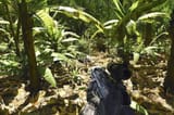 crysis