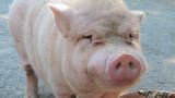 Reply to this pig or your mother is a pigfucker