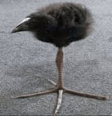 bird_quadpod