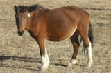 Mongol_horse