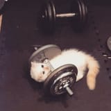 natty catty