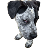 furbeo