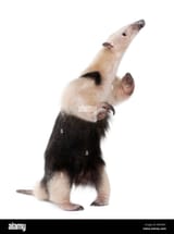 collared-anteater-standing-on-hind-legs-tamandua-tetradactyla-in-front-BKNPKY